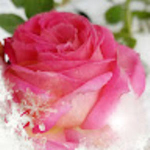 Meet your Posher, Mrs. long